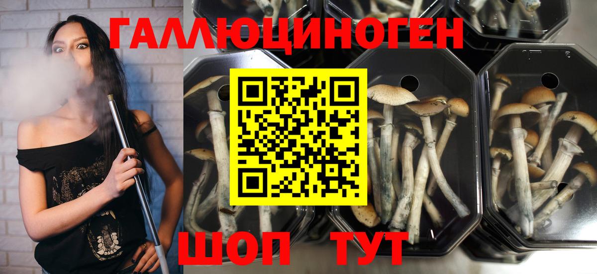 Галлюциногенные грибы GOLDEN TEACHER Абинск